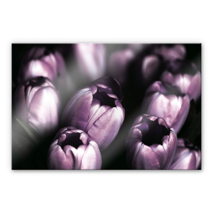Acrylglasbild Tulips - WA230634