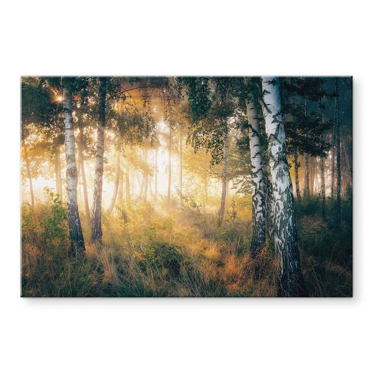 Acrylglasbild Sonnenschein im Birkenwald - Kado - WA479057