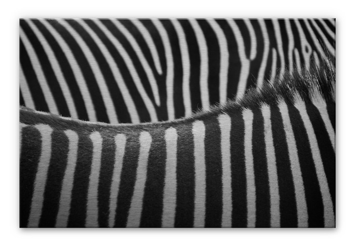 Alu Dibond Bild Zebramuster - WA112672