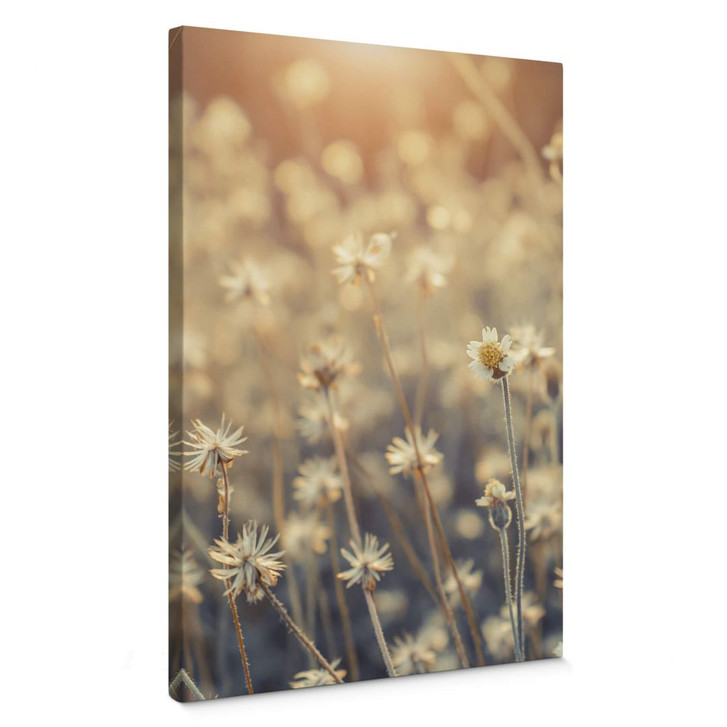 Leinwandbild Mexican Daisy - Close up - WA303244