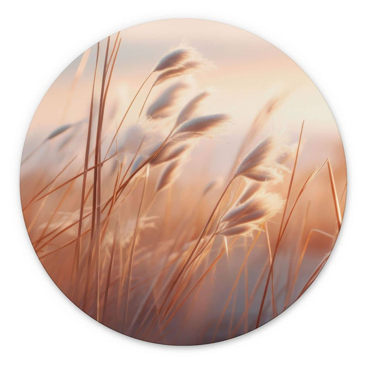 Wandbild Dünengras in der Abendsonne - Treechild - Alu-Dibond Rund - WA464783