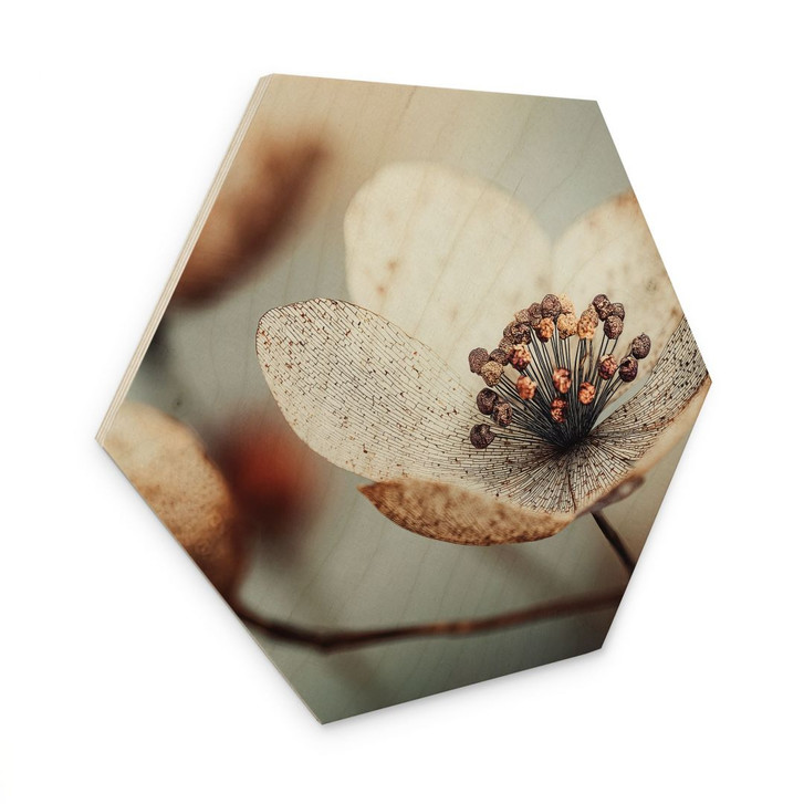 Hexagon Holzbild Boho Trockenblume Makro - Treechild - WA495506