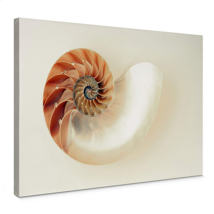 Leinwandbild Nautilus - WA371095