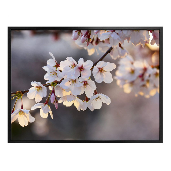Poster Kirschblütenzweig - WA247971