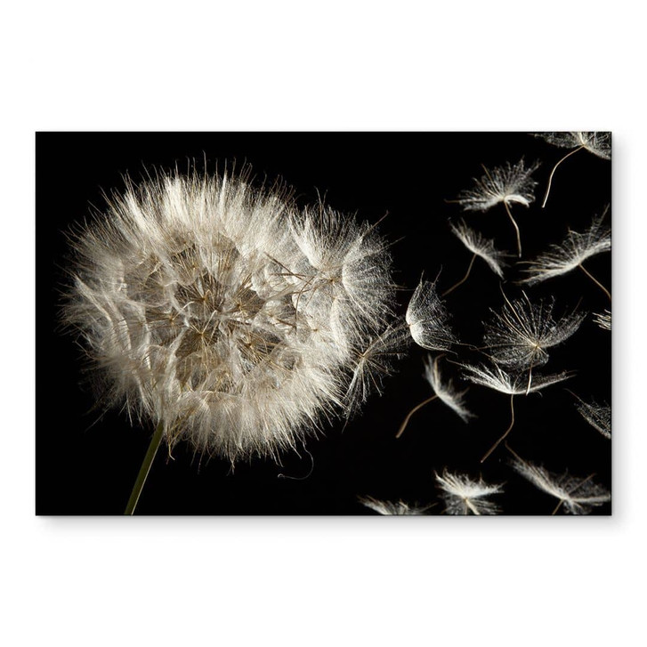 Wandbild Pusteblume - Alu-Dibond - WA423222