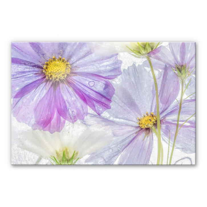 Acrylglasbild Disher - Frozen Flowers - WA269227