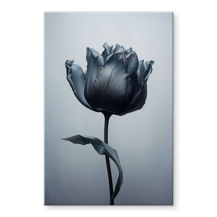 Acrylglasbild Samtige Tulpe in Schwarz - Paksoylu - WA421208