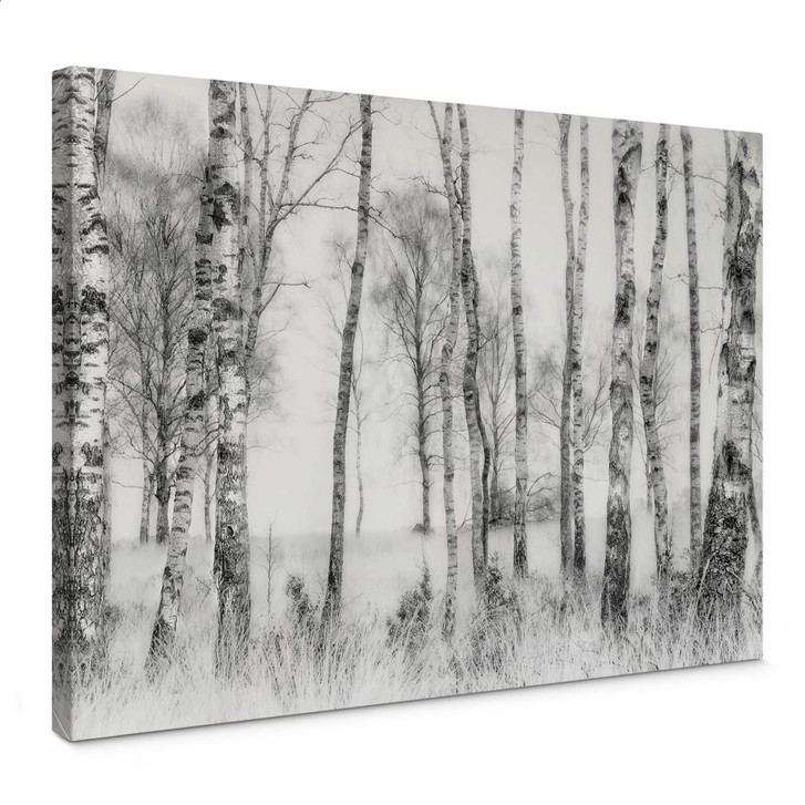 Leinwandbild Talen - Schwarz-weisser Birkenwald - WA375794