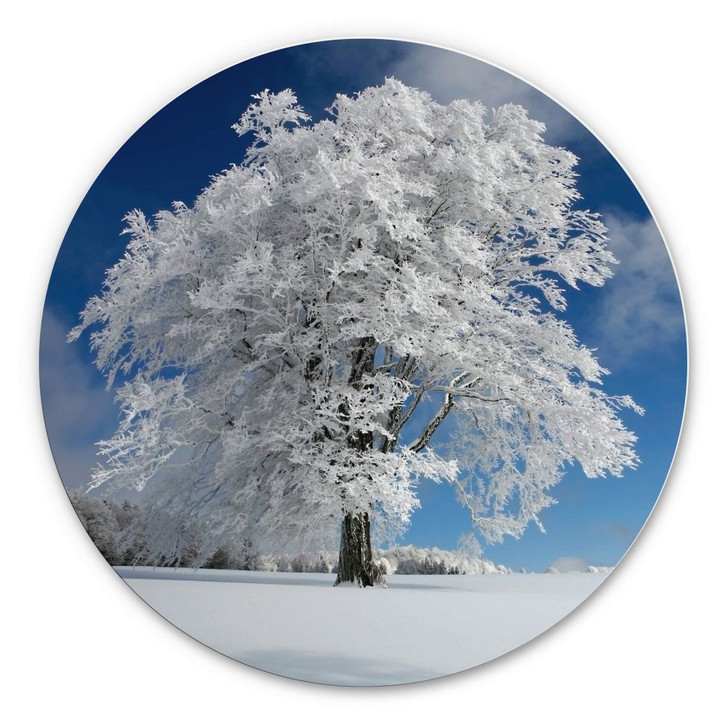 Alu-Dibond Schumacher - Weisse Windbuche im Schwarzwald - Rund - WA301999