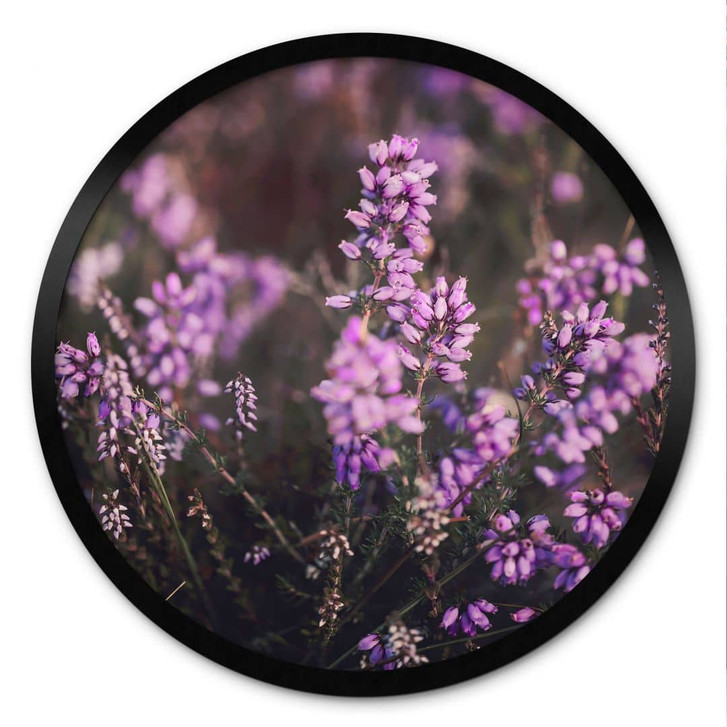 Natur Poster Lila Heideblüte im warmen Licht - Annie - Rund - WA473522