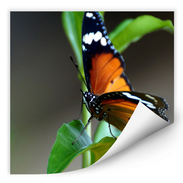 Wallprint Kleiner Falter - quadratisch - WA185030