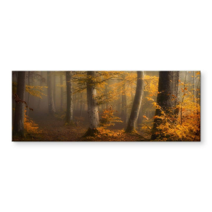 Acrylglasbild Goldene Blätter im nebligen Wald - Maier - Panorama - WA441206