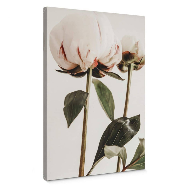 Leinwandbild 1X Studio - Pfingstrosen - WA443995