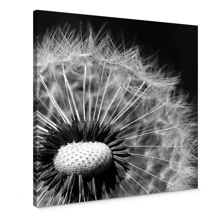 Leinwandbild Dandelion - WA137980
