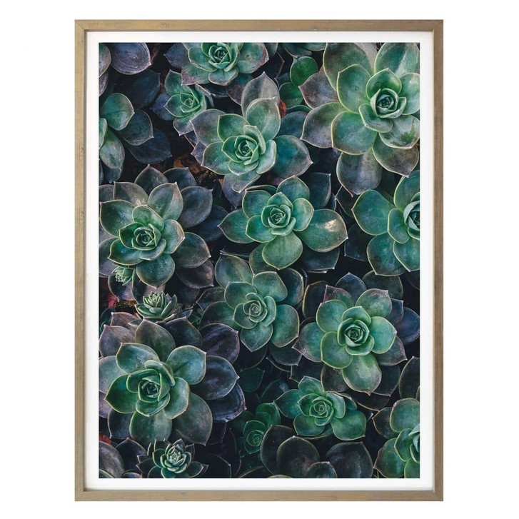 Poster Sukkulenten - WA167199