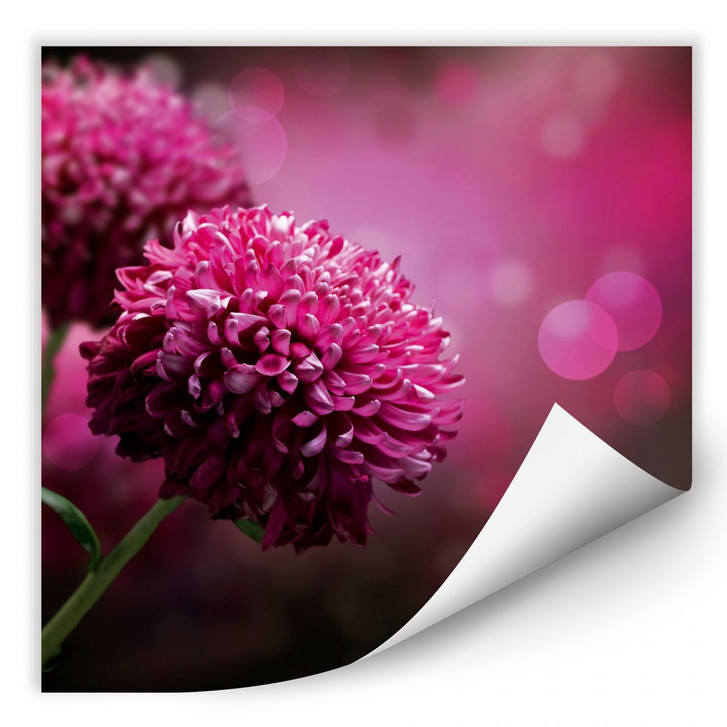 Wallprint Pink Dahlia - WA188249