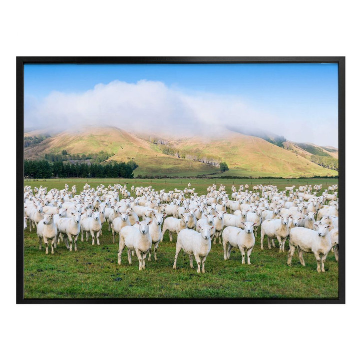 Poster Colombo - Die Schafherde - WA279269