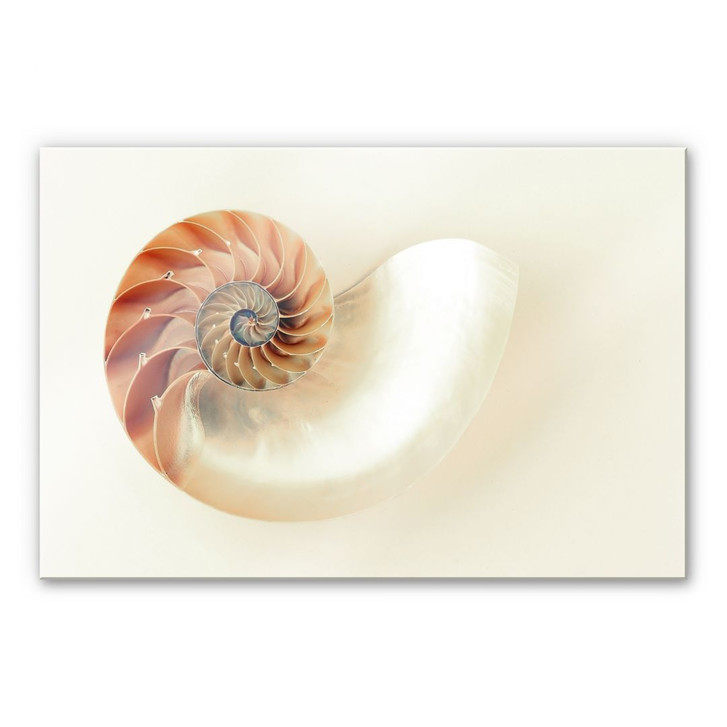 Acrylglasbild Nautilus - WA480646