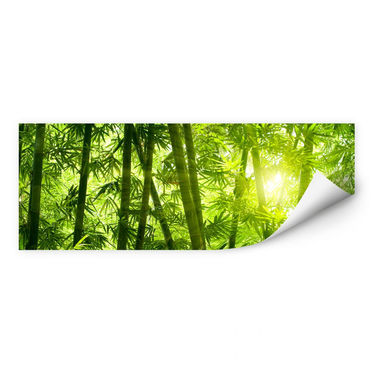 Wallprint Sonnenschein im Bambuswald - Panorama - WA189193