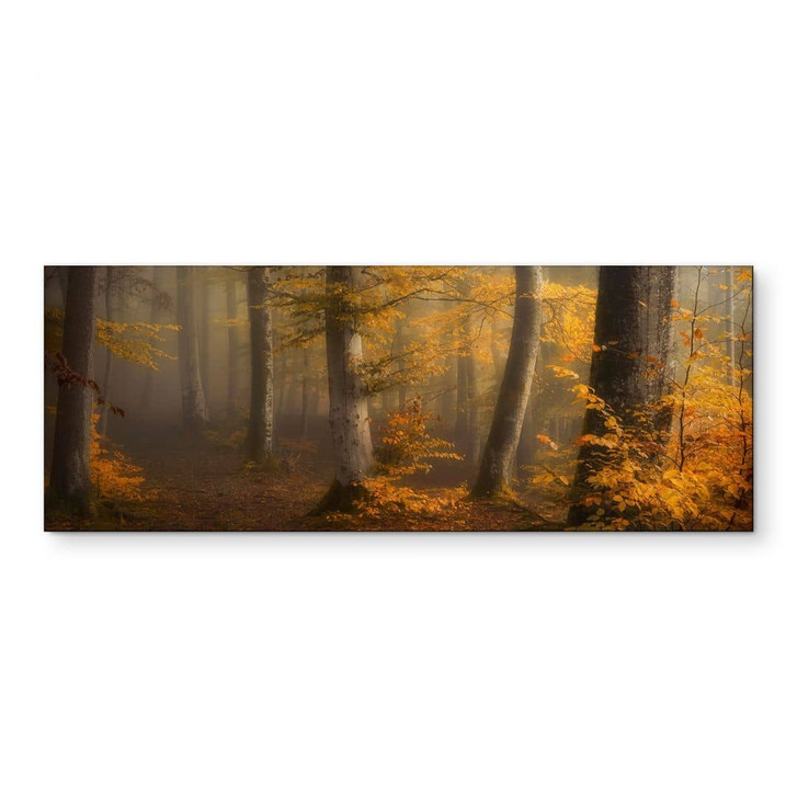 Wandbild Goldene Blätter im nebligen Wald - Maier - Alu-Dibond Panorama - WA441323