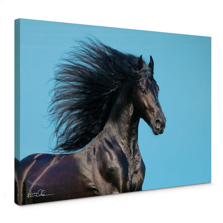 Leinwandbild Boiselle - Friesenhengst Ids - WA359366