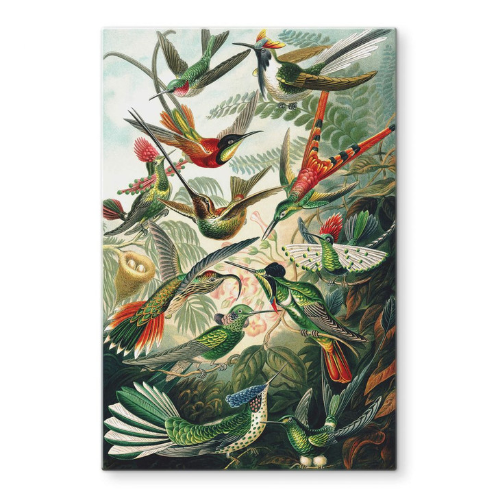 Glasbild Haeckel - Kolibris - WA306183