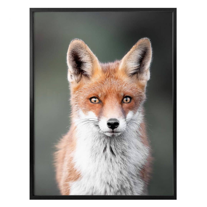 Poster van Duijn - Fuchsaugen - WA329363