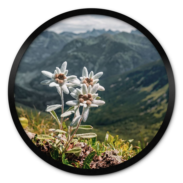 Poster Weisser Alpen-Edelweiss auf dem Berg - Rund - WA428211