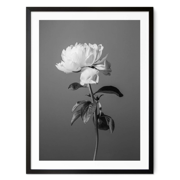 Poster 1X Studio - Pfingstrose schwarz-weiss - WA378791