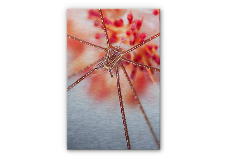 Alu-Dibond mit Silbereffekt Narchuk - Unterwasser-Exotik - WA113065