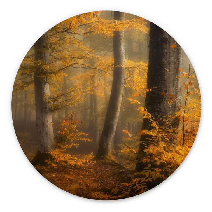 Wandbild Goldene Blätter im nebligen Wald - Maier - Alu-Dibond Rund - WA441329