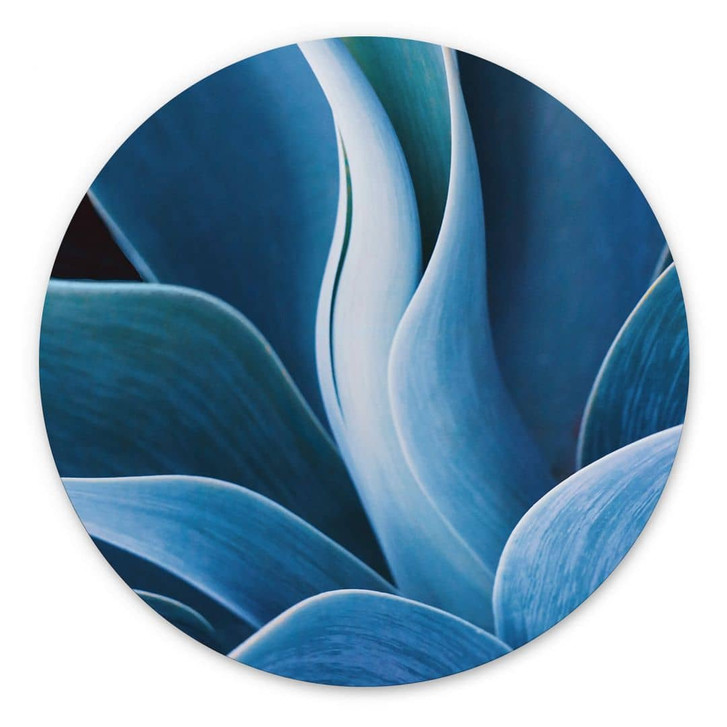 Wandbild Wechsler - Pflanzen Stillleben Agave - Alu-Dibond Rund - WA383367