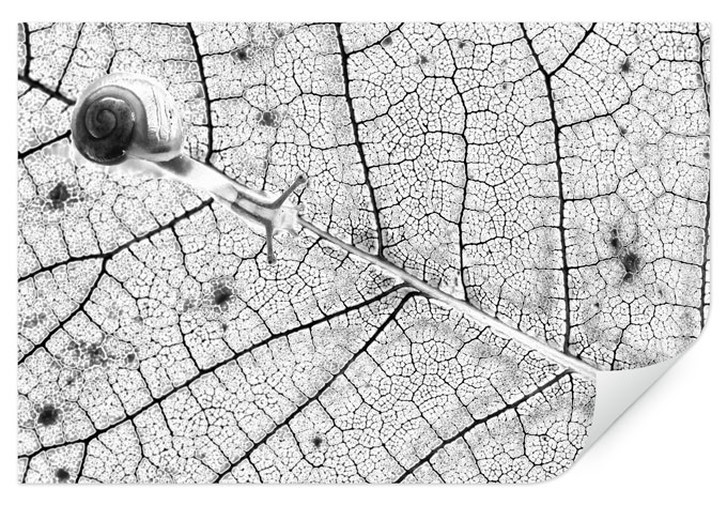 Wallprint Bravin - Transparenzen - WA182127