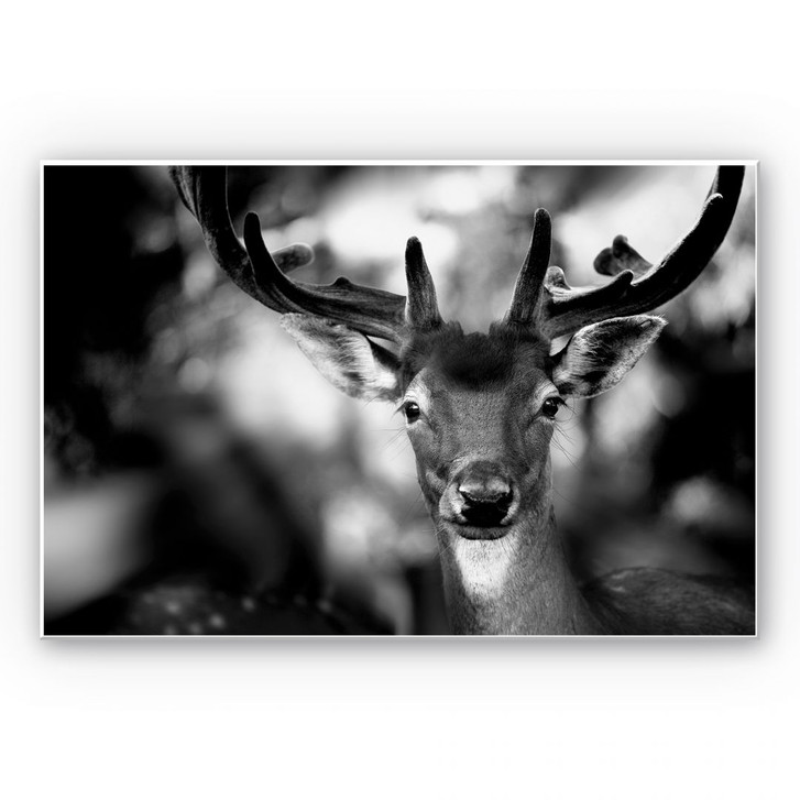 Wandbild Sandra - Junger Hirsch - WA195320