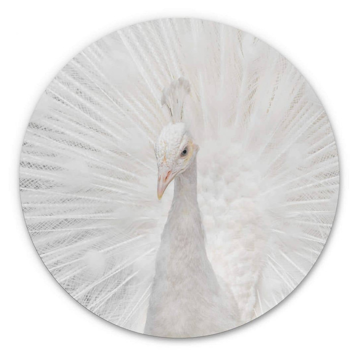 Alu-Dibond Fegari - Weisser Pfau - Rund - WA325485