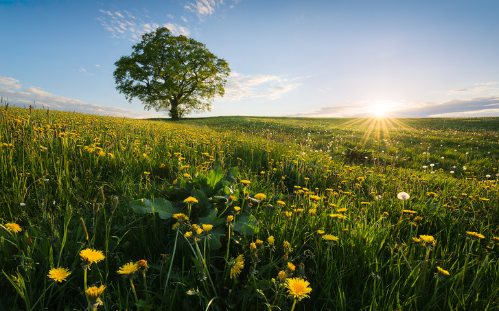 Digitaldrucktapete Frühling auf dem Land - KOSHX9-034
