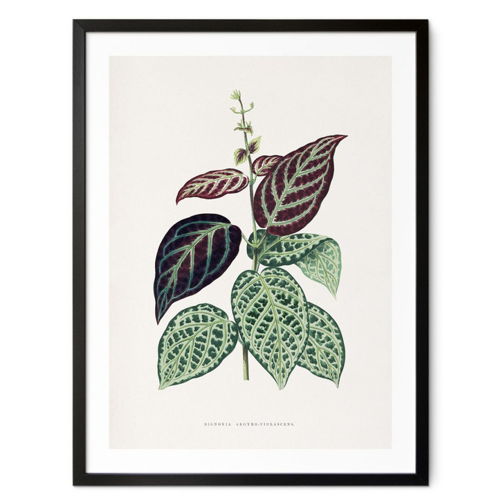 Poster Blatt Illustration - Bignonia Argyro Violascea - WA409535