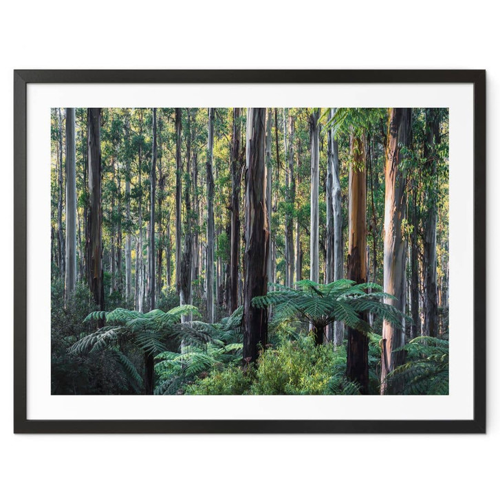 Poster Eukalyptuswald in den Yarra Ranges - Colombo - WA473689