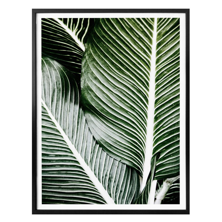 Poster Palmenblätter - WA165478