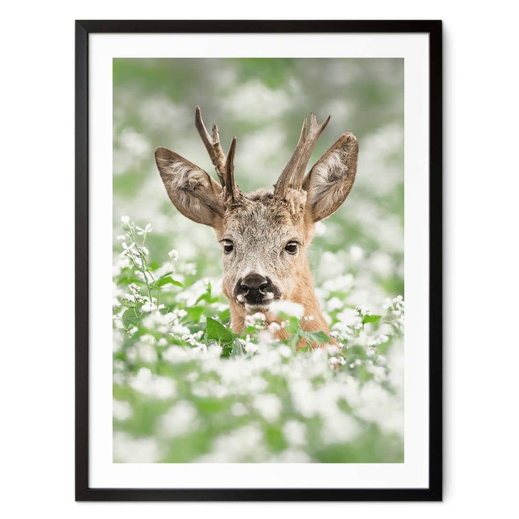 Poster van Duijn - Junger Rehbock im Heidekraut - WA380927