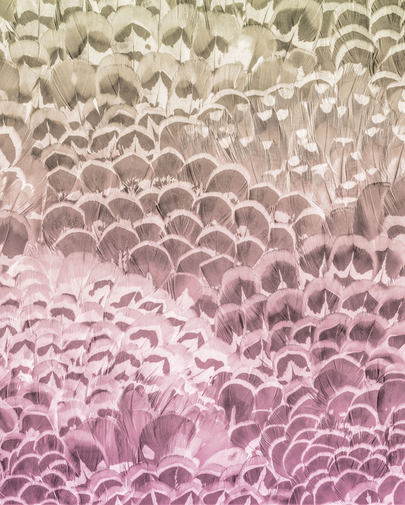 Digitaldrucktapete Pale Feathers - KOP028-VD2