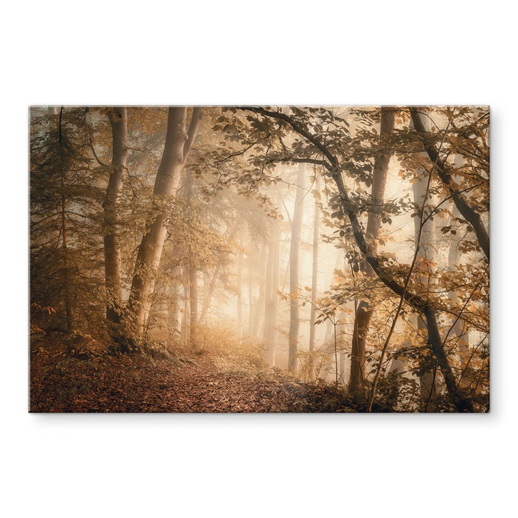Acrylglasbild Wald im morgendlichen Nebel - Maier - WA392614