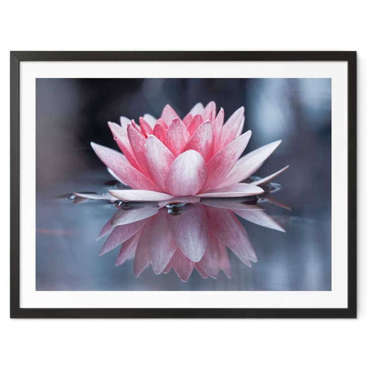 Poster Bravin - Magie der Lotusblume - WA348681