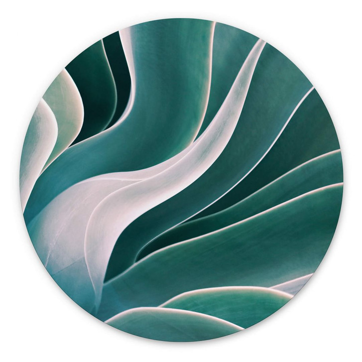 Alu-Dibond Wechsler - Agave Pflanze im Morgenlicht - Rund - WA352315