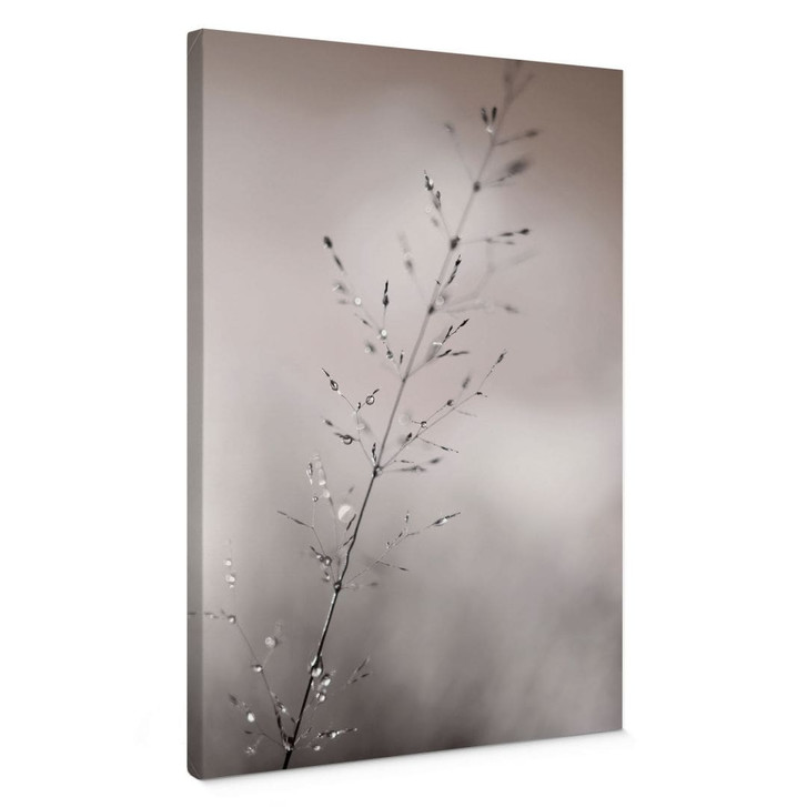 Leinwandbild Grashalm mit Tautropfen - Sillen - WA496256