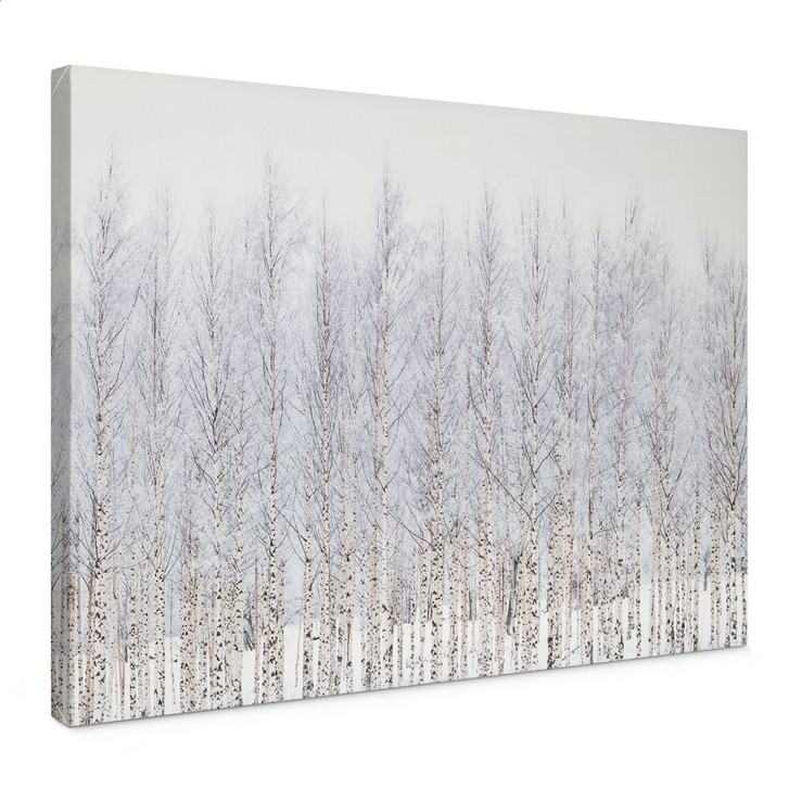 Leinwandbild Birkenwald im Winter - EMELIEmaria - WA496454