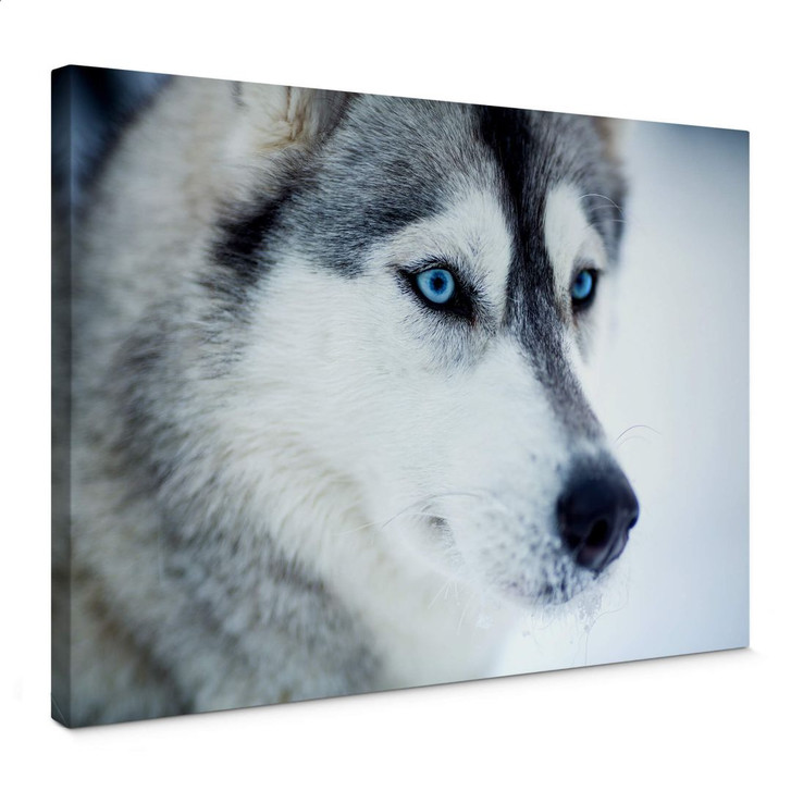 Leinwandbild Eisblaue Augen - WA362428