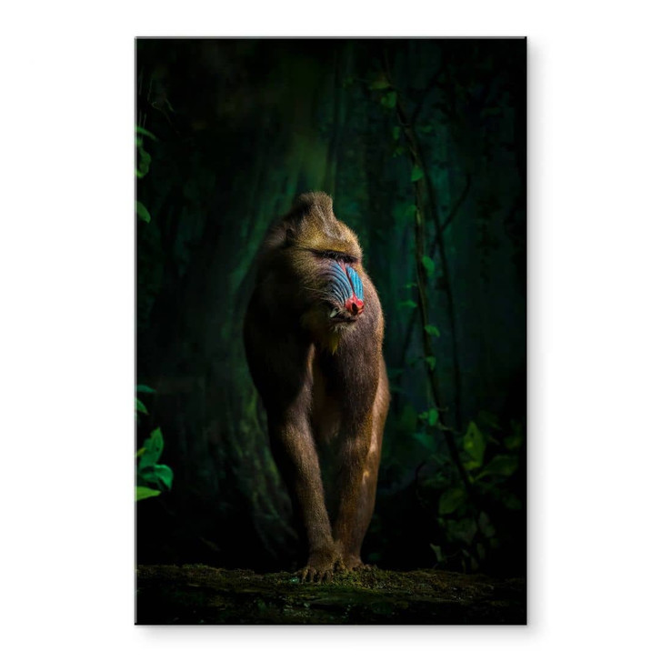 Acrylglasbild Yunta - Im Dschungel - WA325406