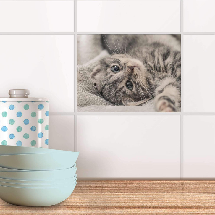 Fliesenfolie - Kitty the Cat - CR104133