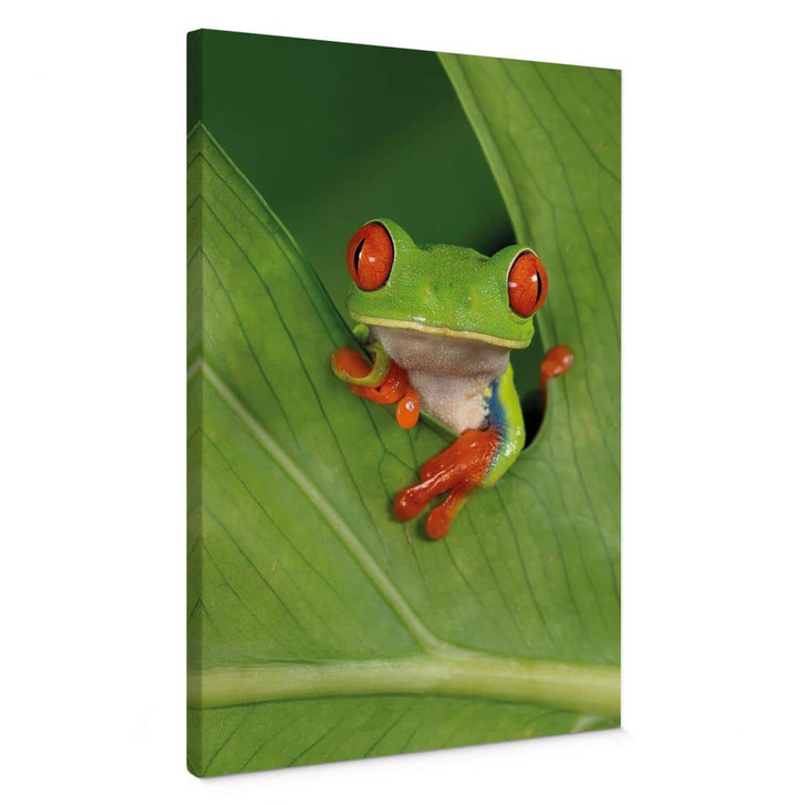Leinwandbild Laubfrosch im Regenwald - van Duijn - WA472901